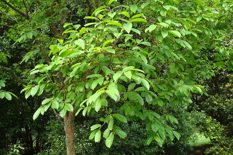 Cratoxylum formosum